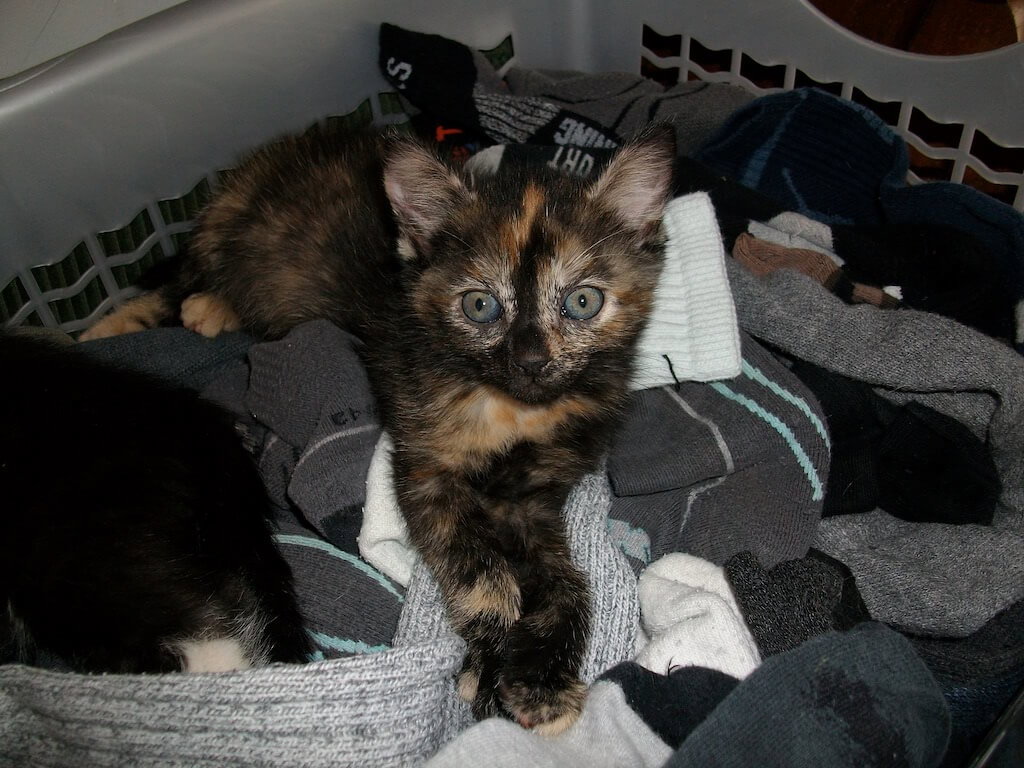Katzenkind liegt zwischen Wäsche