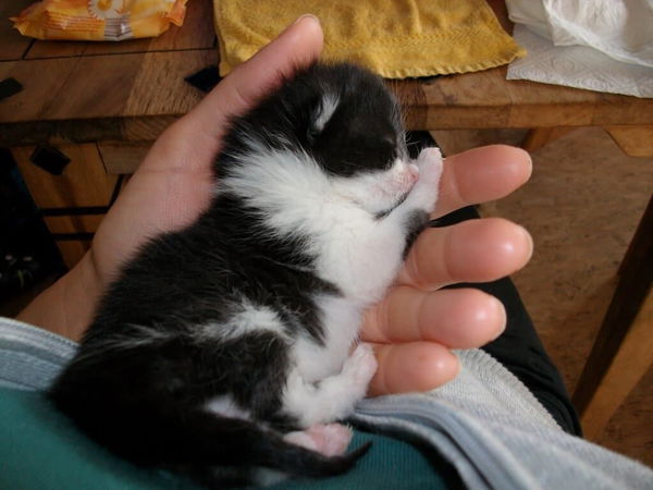 Aufzucht von Katzenbabies ohne Mutter - Flaschenaufzucht von Katzenwaisen
