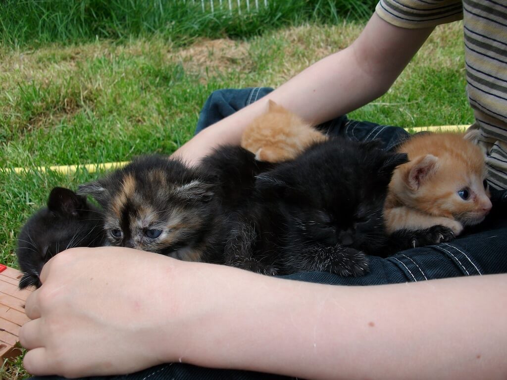 Aufzucht von Katzenbabies und Kinder