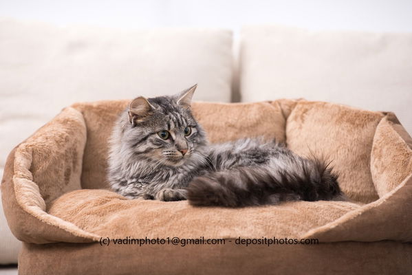 Kaufratgeber: Das beste Katzenbett für deine Mieze