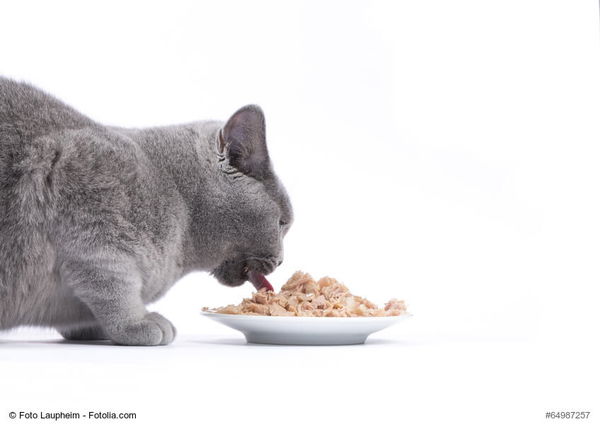 Katzen-Nassfutter bei Stiftung Warentest im Test: Marke ist kein Garant für Qualität