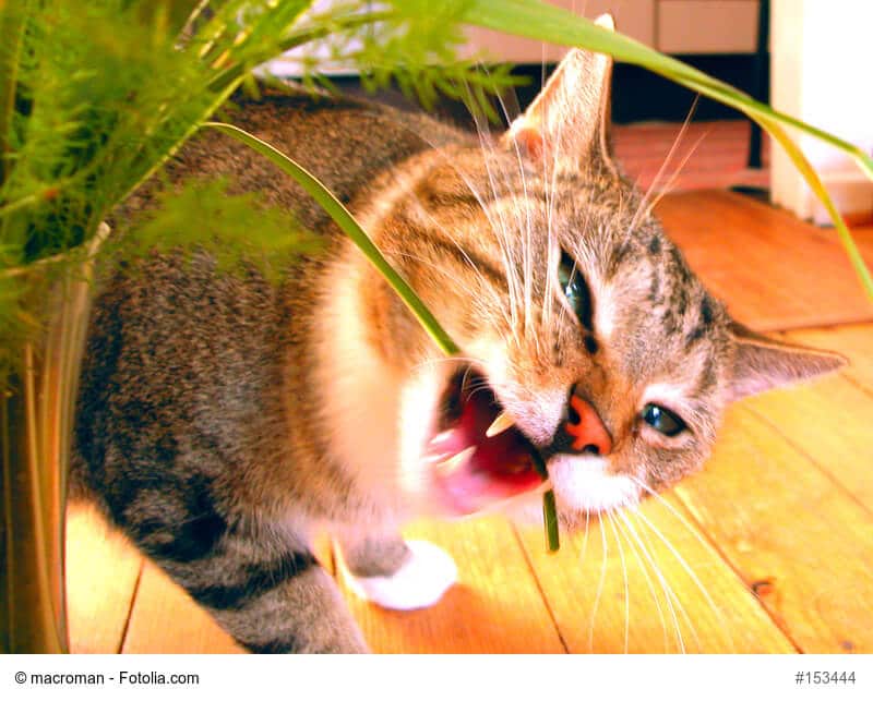Katzengras als Ergänzung in der Katzenernährung - Alle Infos im Überblick