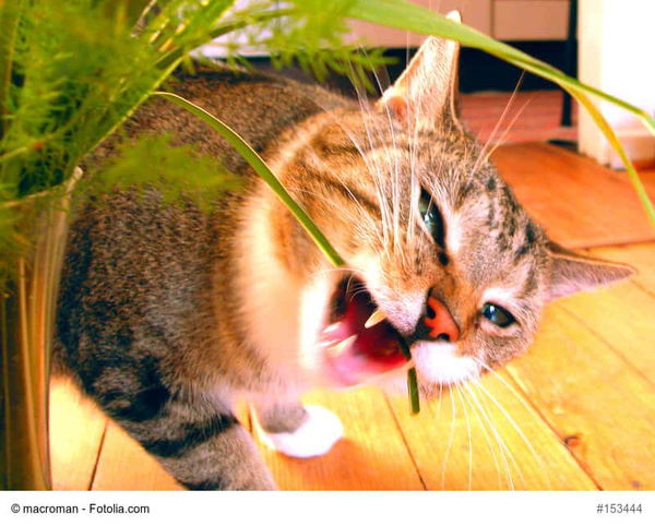 Katzengras als Ergänzung in der Katzenernährung - Alle Infos im Überblick