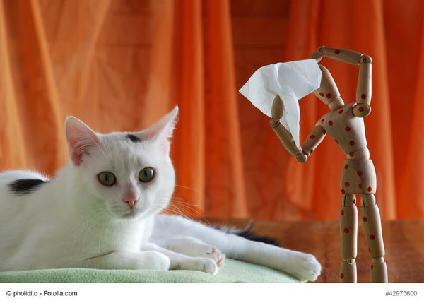 Katzenhaarallergie erkennen & Maßnahmen ergreifen