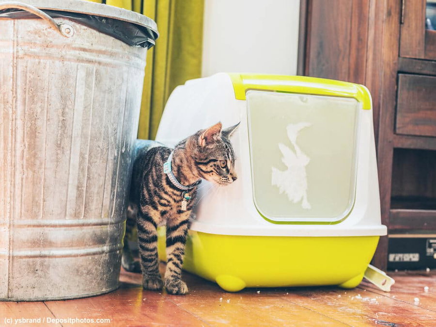 Nie mehr Katzenstreu-Chaos: 7 geniale Tricks für eine saubere Wohnung