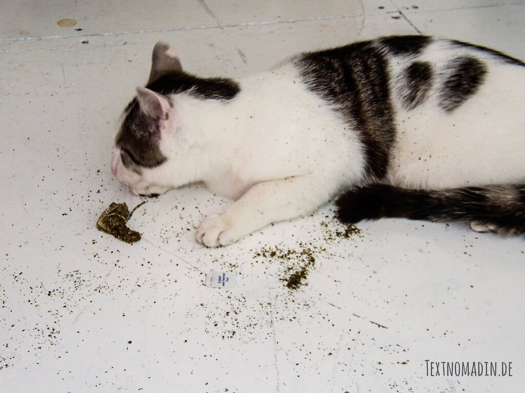 Katze Eisbär im Baldrian Rausch