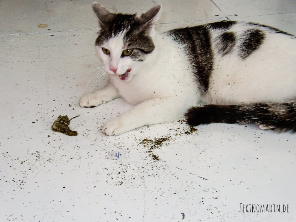 Katze Eisbär im Baldrian Rausch
