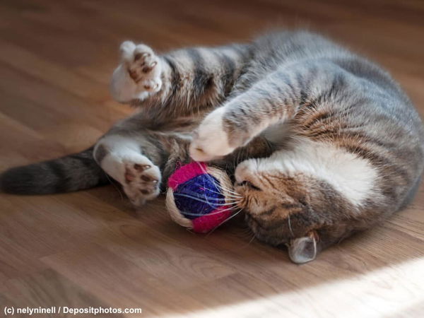 Katzenspielzeug - so kannst du deine Katze sinnvoll beschäftigen