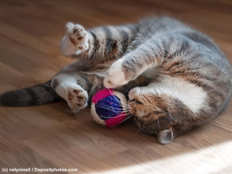Katzenspielzeug - so kannst du deine Katze sinnvoll beschäftigen