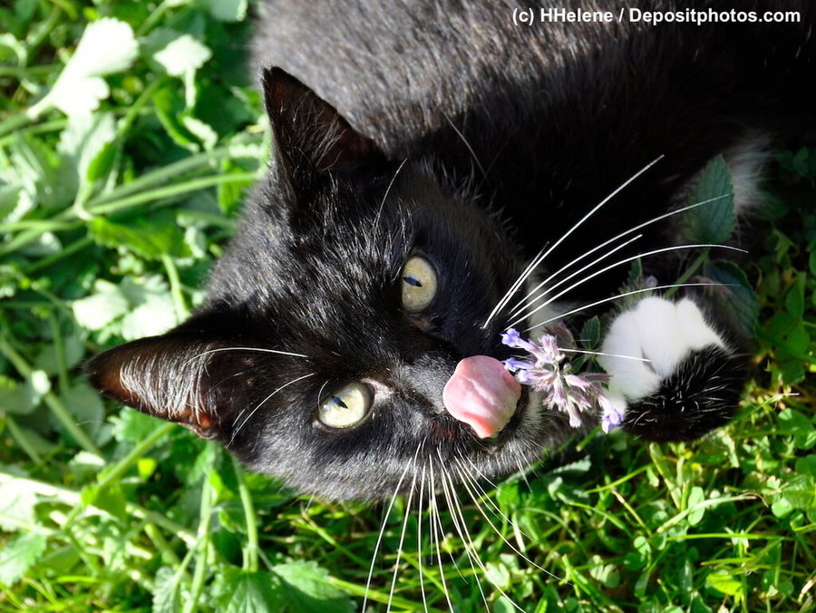 Katzenminze – Alle Infos im Überblick