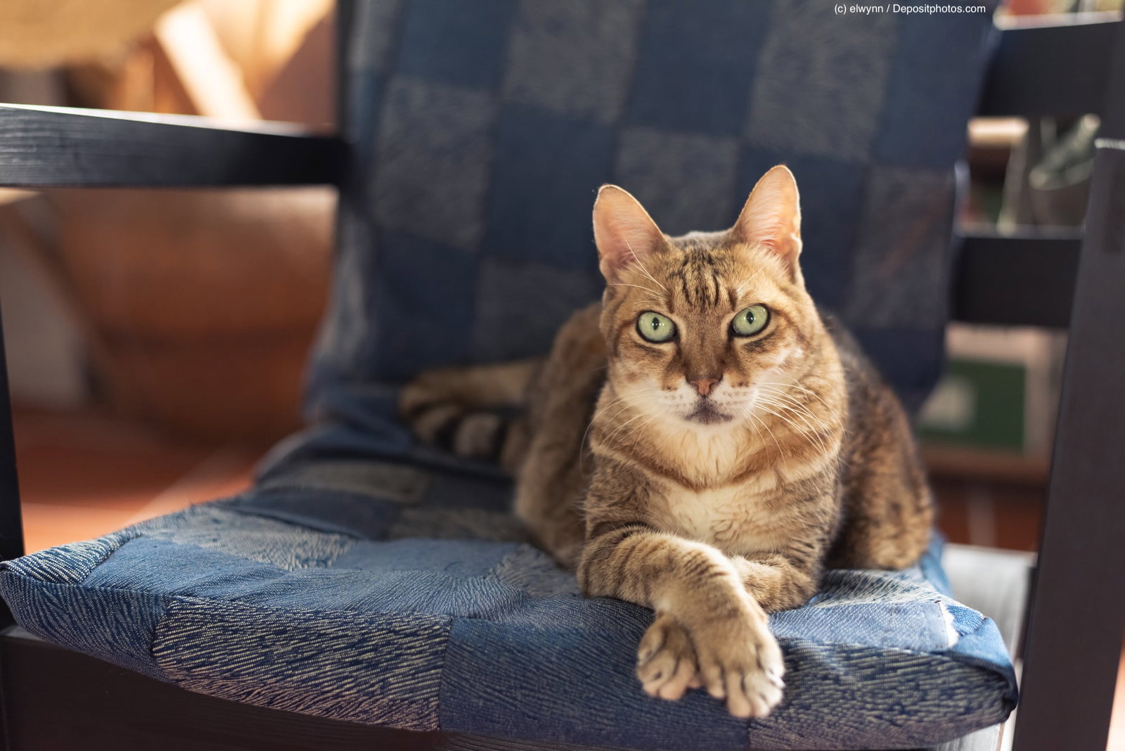Hauskatze liegt mit überkreuzten Pfoten auf einem Stuhl und schaut in die Kamera. Beschriftung lautet: Gerade bei Samtpfoten mit einem höheren Katzenalter gehören regelmäßige Vorsorgeuntersuchungen beim Tierarzt zur Gesunderhaltung dazu.