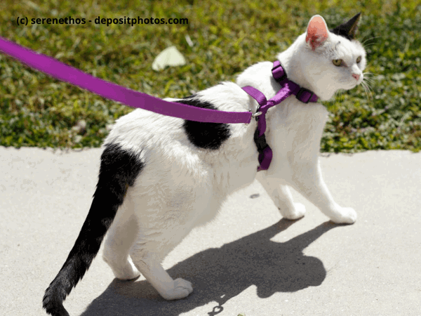 Kaufratgeber: Das beste Katzengeschirr für deine Katze