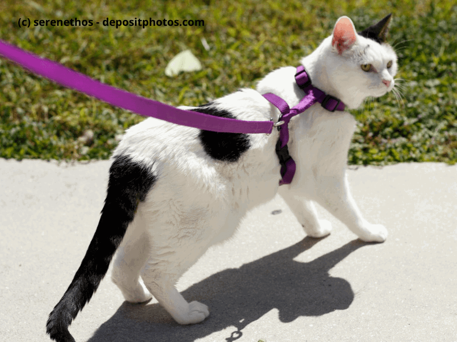 Kaufratgeber: Das beste Katzengeschirr für deine Katze