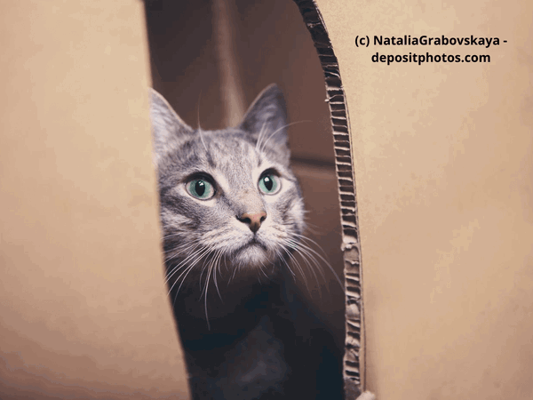 Kaufratgeber: Das beste Indoor Katzenhaus – die besten Modelle im Vergleich