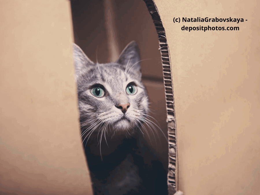 Kaufratgeber: Das beste Indoor Katzenhaus – die besten Modelle im Vergleich