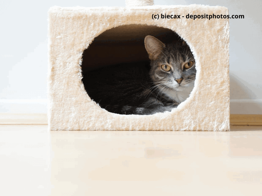 Kaufratgeber: Die beste Katzenhöhle – ein kuscheliges Versteck für Katzen