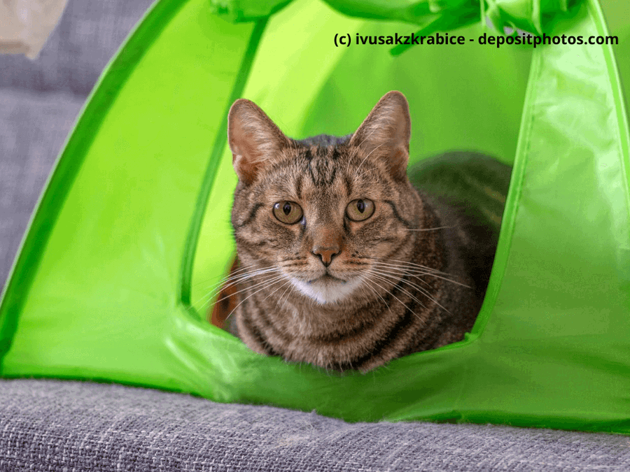 Kaufratgeber: Das beste Katzentipi – ein kuscheliges Zelt für deine Mieze