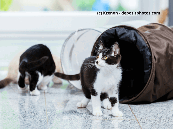 Kaufratgeber: Der beste Katzentunnel – raschelnder Abenteuerspielplatz für deine Katze
