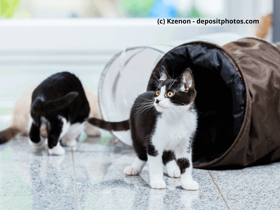 Kaufratgeber: Der beste Katzentunnel – raschelnder Abenteuerspielplatz für deine Katze