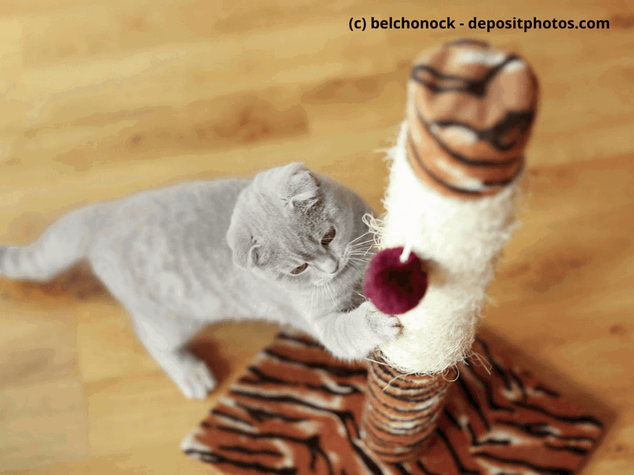 Kaufratgeber: Die beste Kratzsäule für Katzen
