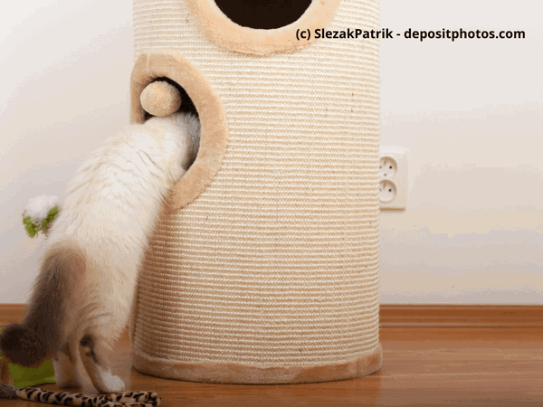 Kaufratgeber: Die beste Kratztonne für Katzen – eine runde Sache!