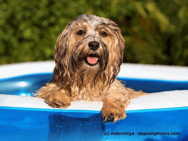 Diese 3 Gadgets halten deinen Hund an heißen Tagen kühl