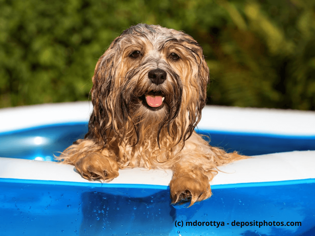 Ein Hund schaut zufrieden aus dem Pool