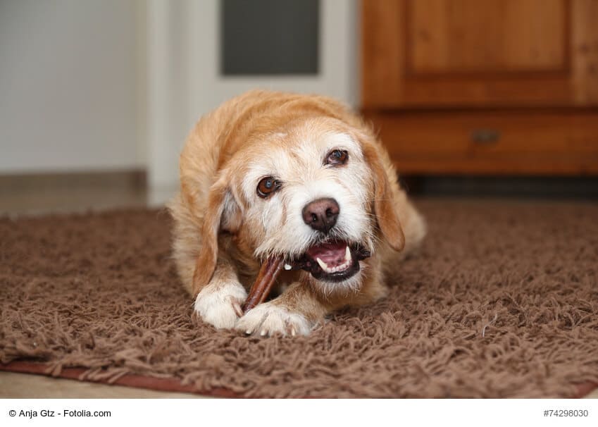 Wie wichtig sind Kaustangen für Hunde tatsächlich?