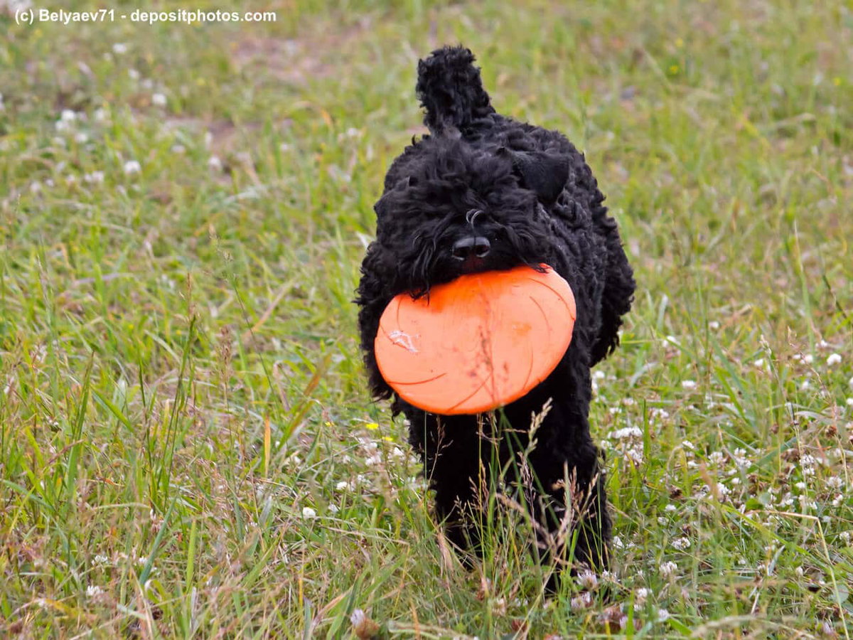 Der Kerry Blue Terrier spielend