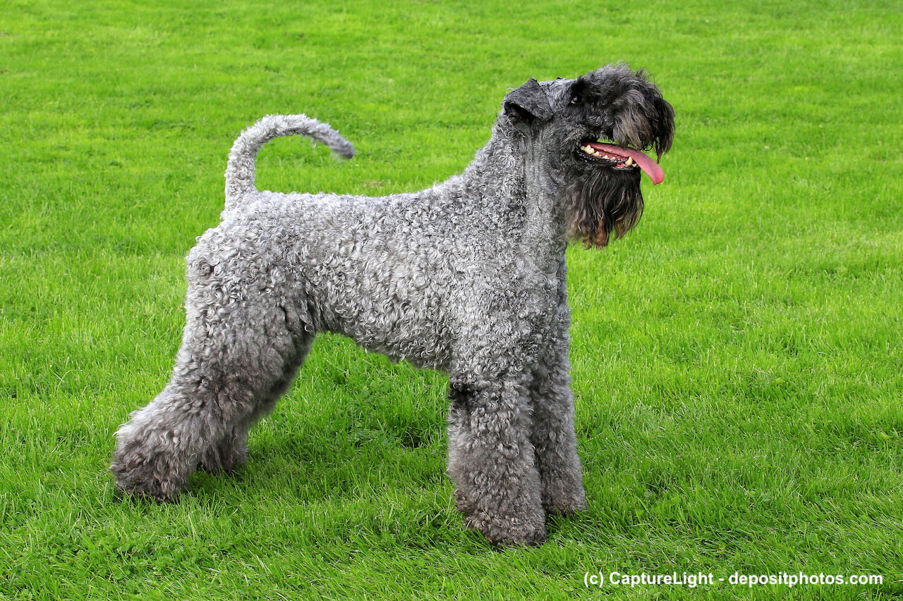 Kerry (Irish) Blue Terrier Steckbrief