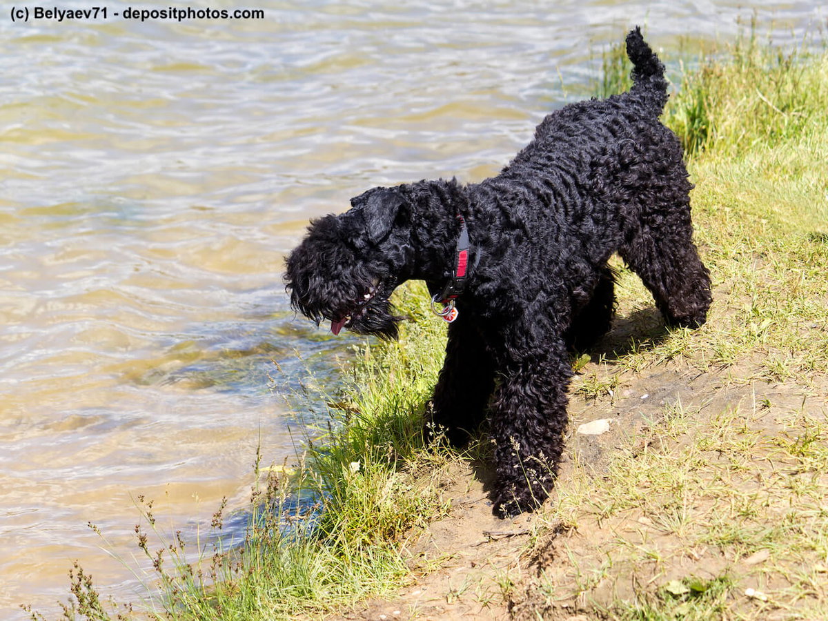 Kerry Blue Terrier am Flussufer