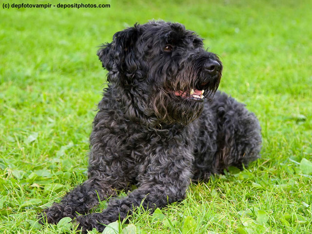 Der Kerry Blue Terrier liegend
