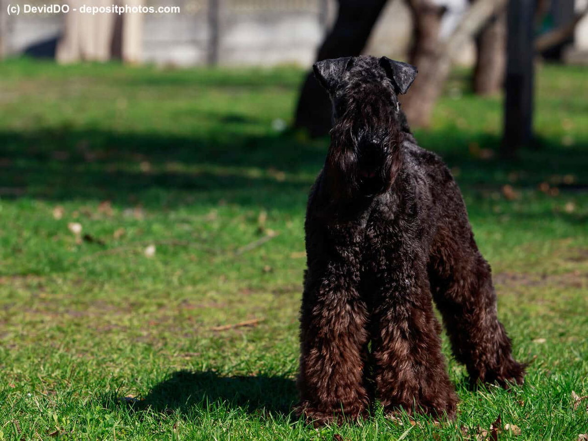 Kerry Blue Terrier aufmerksam beim Training