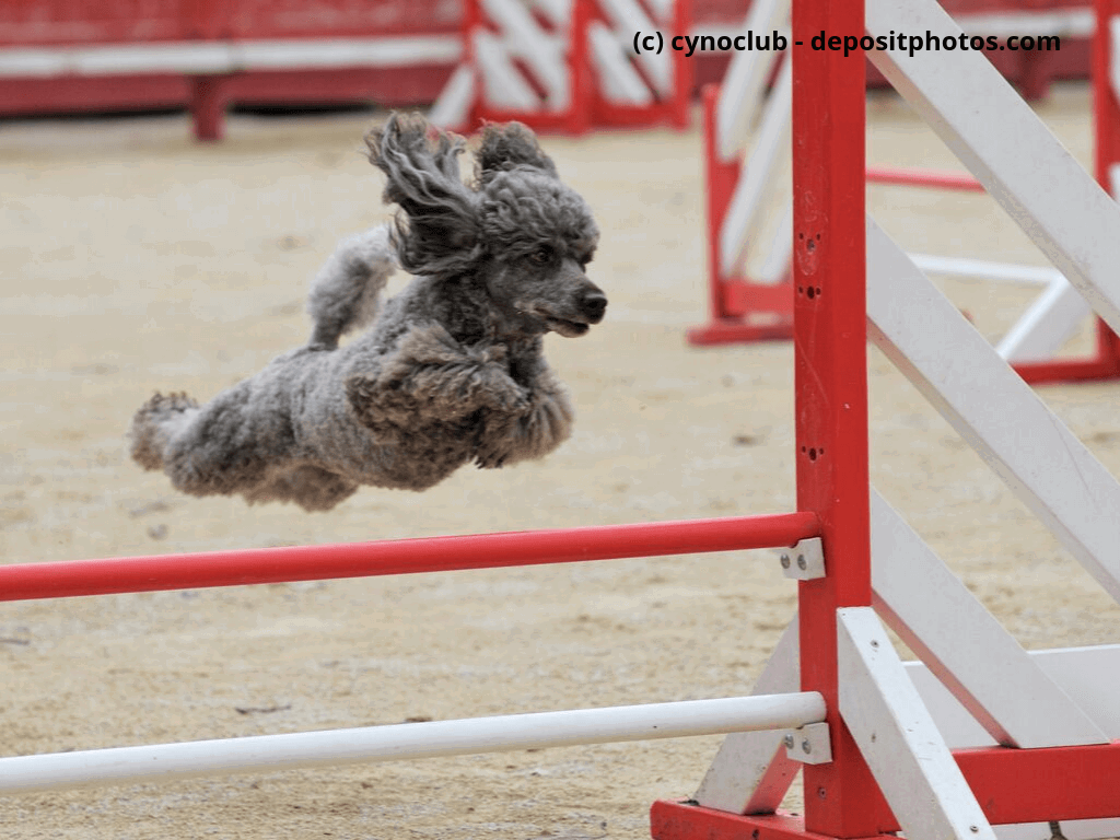 Kleinpudel springt über Hürde bei Agility