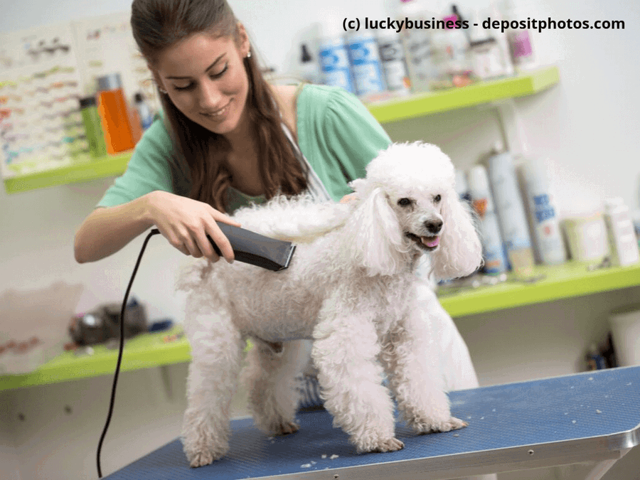 Berufe mit Tieren: Was macht ein Hundefriseur?