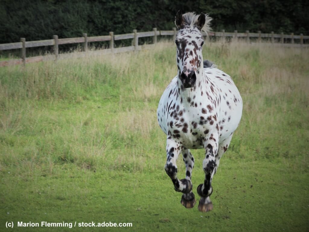 Knabstrupper iim Galopp