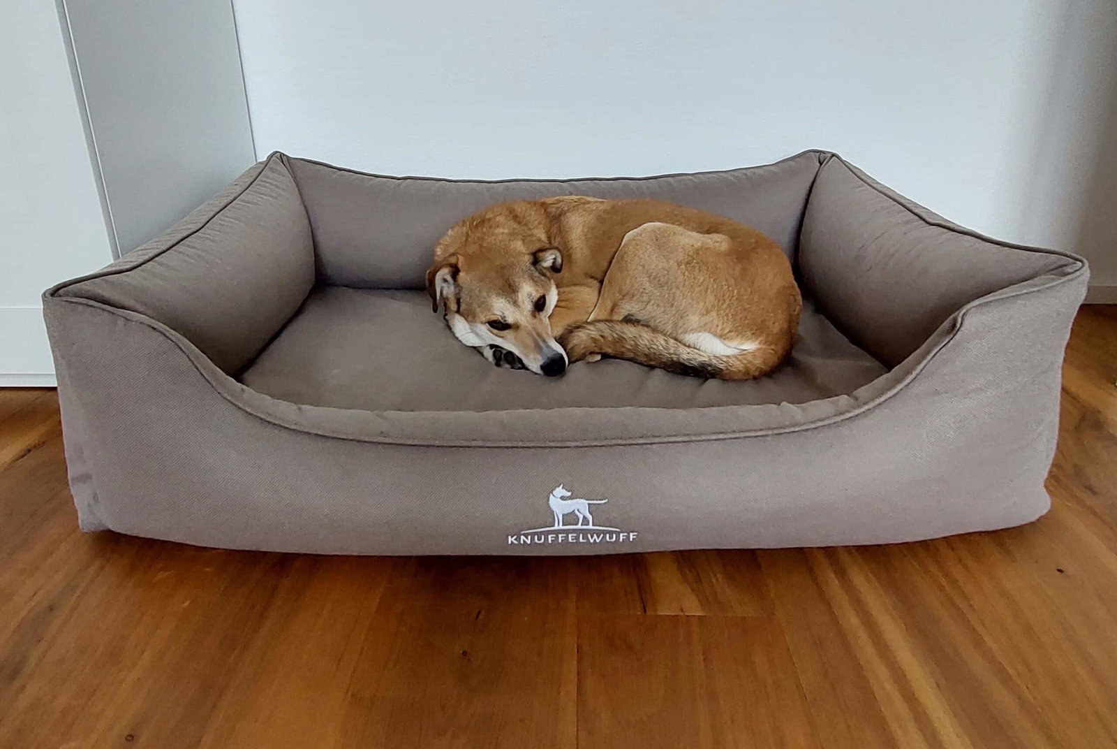 Knuffelwuff Hundebett Test 2026 - das Haustiermagazin testet