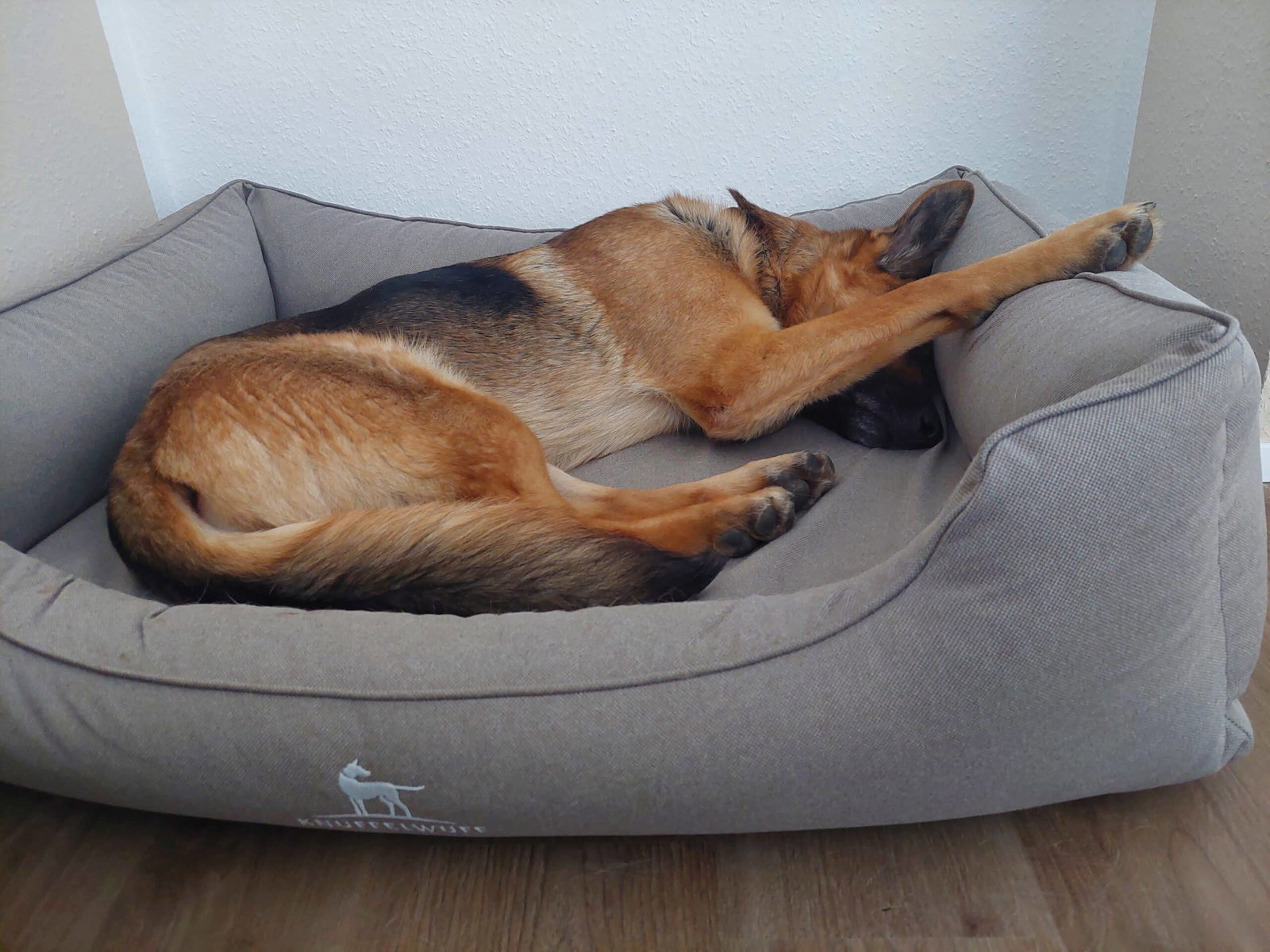 Schäferhund liegt im Knuffelwuff Hundebett.