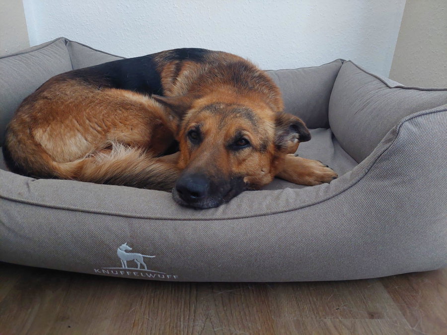 Knuffelwuff Hundebett Test 2026 - das Haustiermagazin testet
