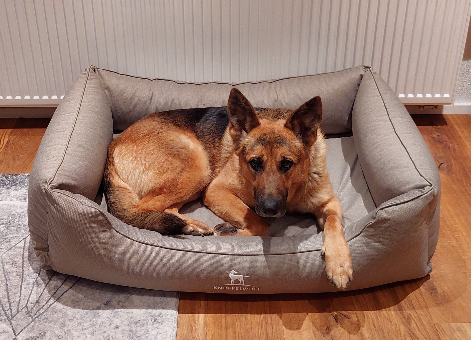 Schäferhund liegt im Knuffelwuff Hundebett.