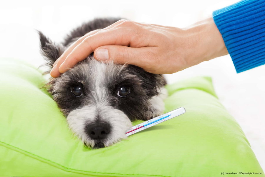 Die Körpertemperatur beim Hund - normal oder Fieber?