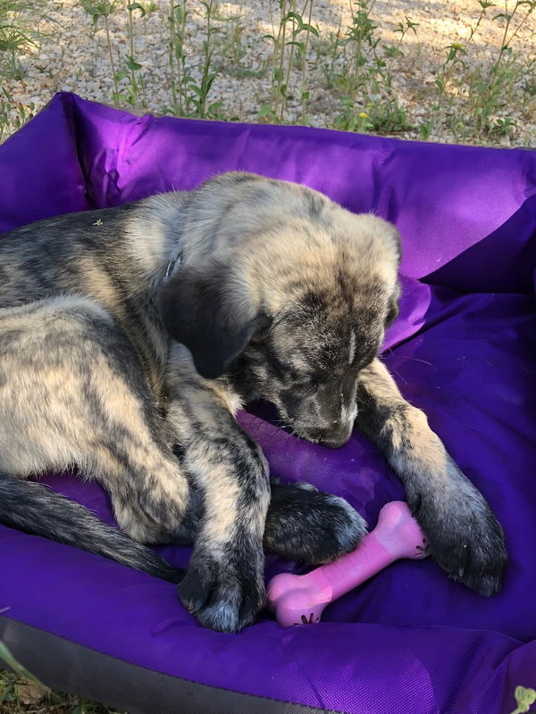 Der Welpen-Kong Goodie Bone im Test