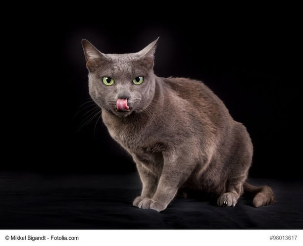 Barf für Katzen – artgerechte Rohfütterung für Stubentiger