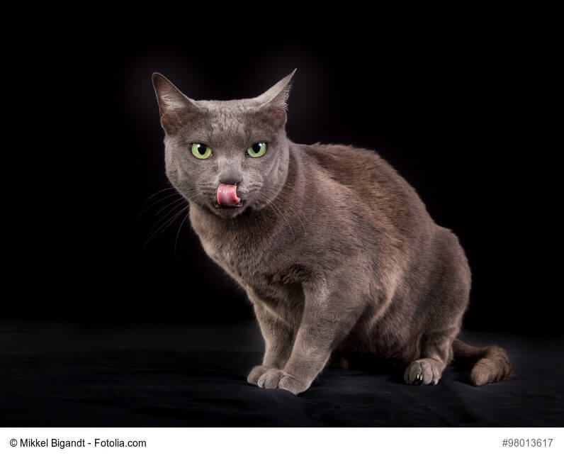 Barf für Katzen – artgerechte Rohfütterung für Stubentiger