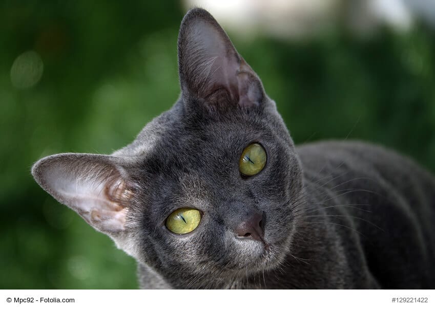 Korat Katzenkind mit strahlend grünen Augen