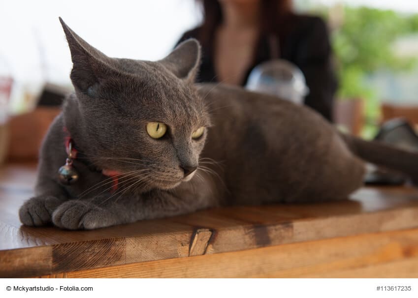 Korat