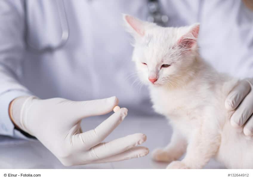 Infektionskrankheiten bei Katzen sind nicht immer leicht zu erkennen