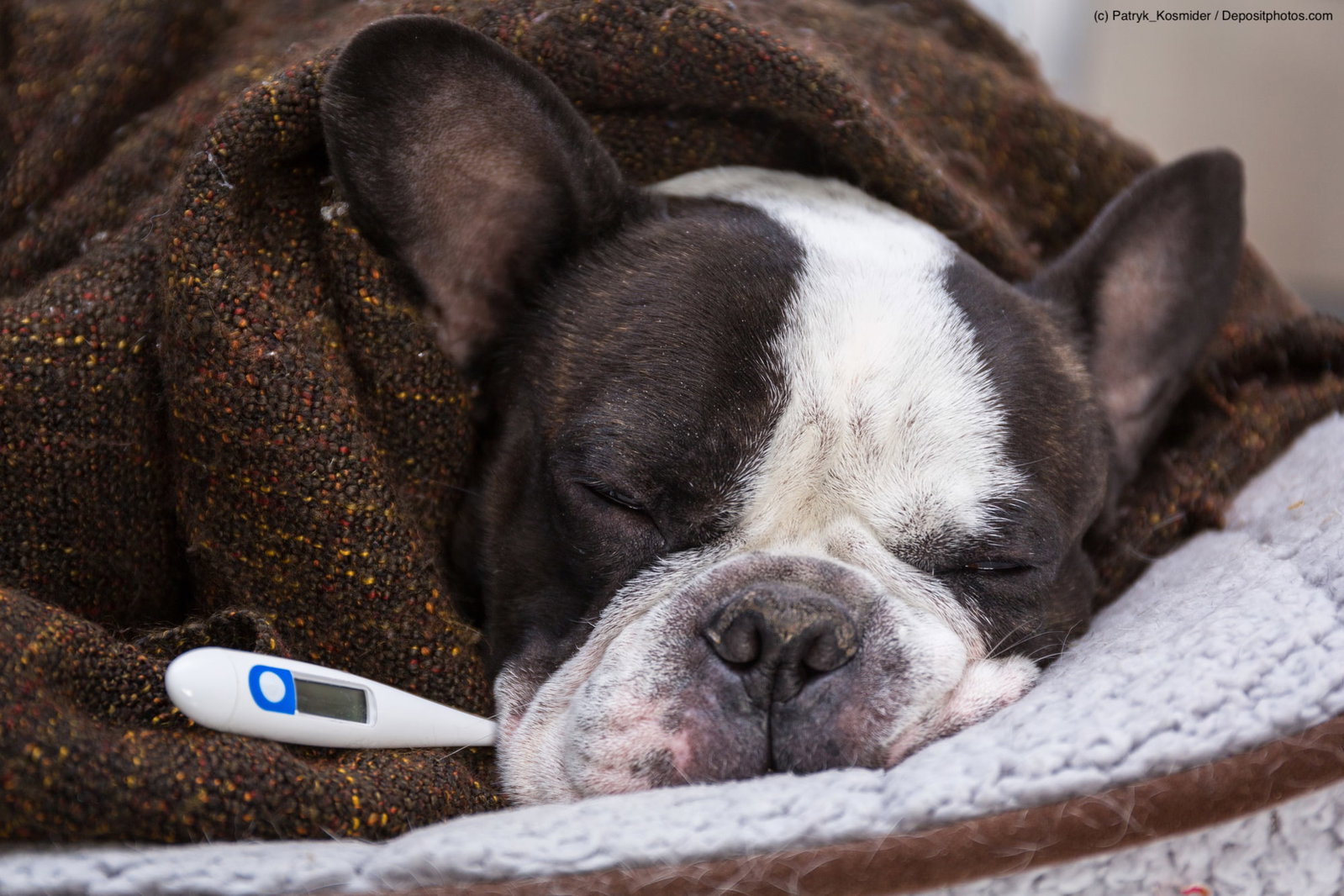 Französische Bulldogge liegt mit geschlossenen Augen in eine braune Decke gehüllt mit Fieberthermometer in der Schnauze. Beschriftung lautet: Fieber ist eine sinnvolle Abwehrfunktion des Körpers gegen Erreger.