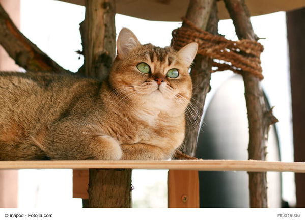 Kratzwürfel für Katzen selber bauen – Anleitung
