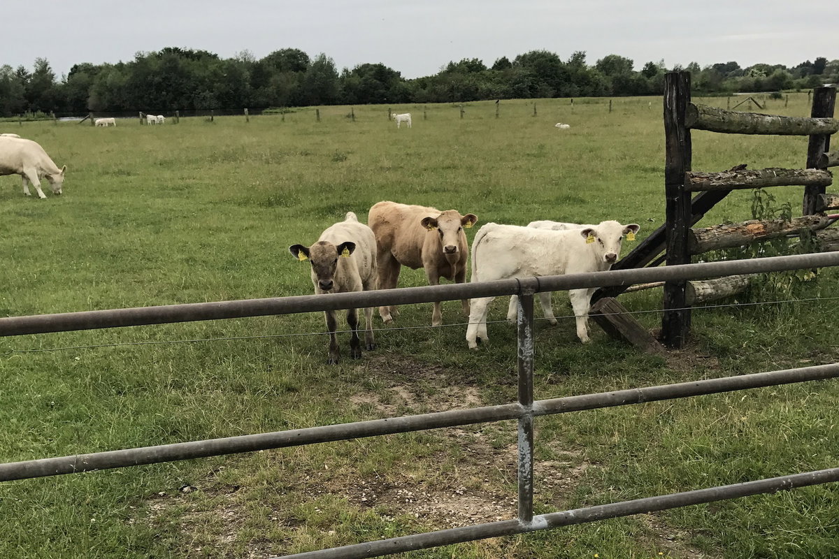 Kühe und Kälbchen auf einer Weide hinter einem Zaun. Beschriftung lautet: Bio-Hundefutter enthält auch Bio-Zutaten, wie Bio-Rind von Kühen aus artgerechter Tierhaltung.